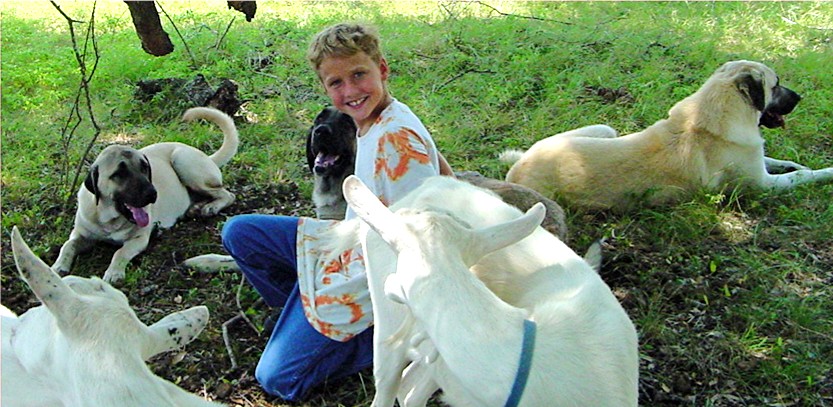 Lucky Hit Anatolians and goats in pasture with Joshua