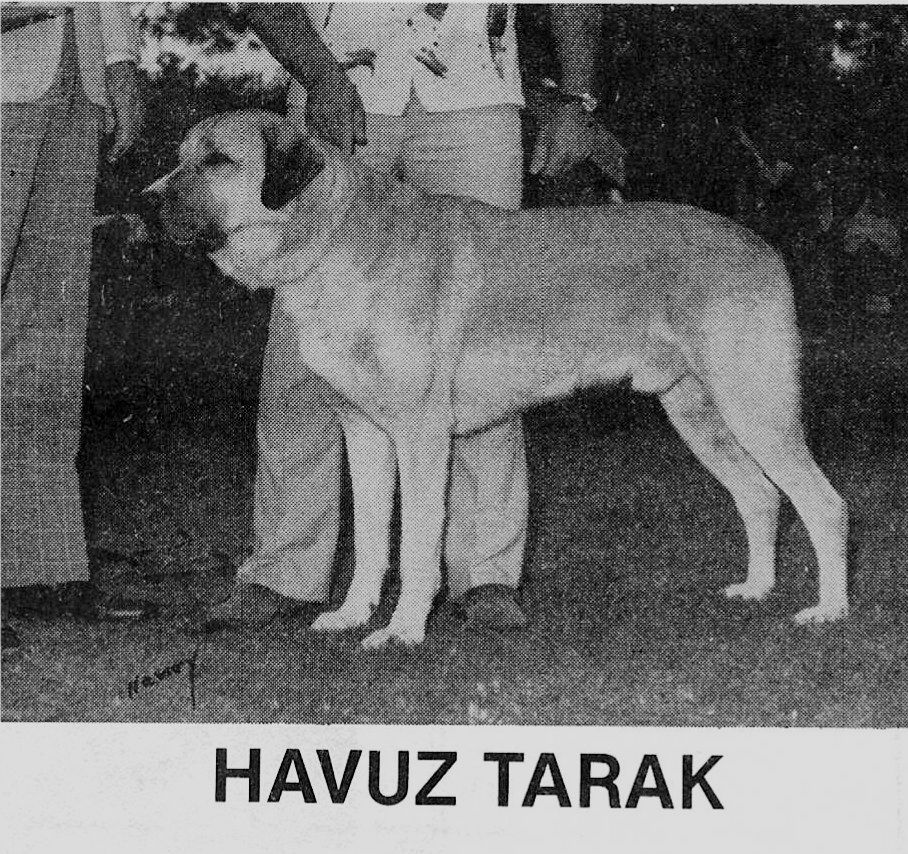 Champion Havuz Tarak