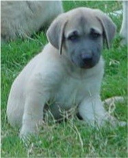 A Blue Masked Fawn Lucky Hit Pup at six weeks