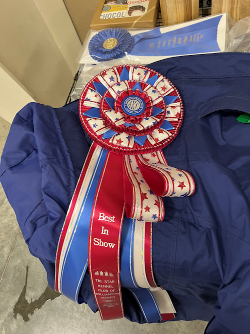 Best in Show won by Timaru Tullulah at National Specialty Weekend October 16, 2022
