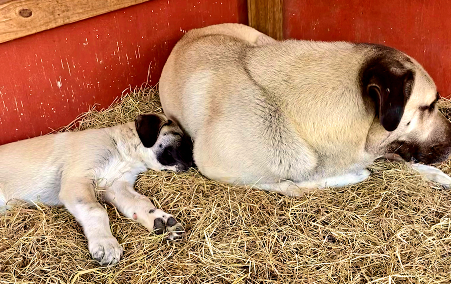  Timaru DIKKAT of LUCKY HIT Female Fawn/Black Mask