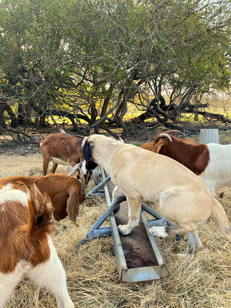  Timaru DIKKAT of LUCKY HIT Female Fawn/Black Mask on April 8, 2021