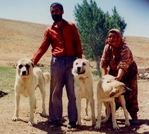 Anatolians in Turkey