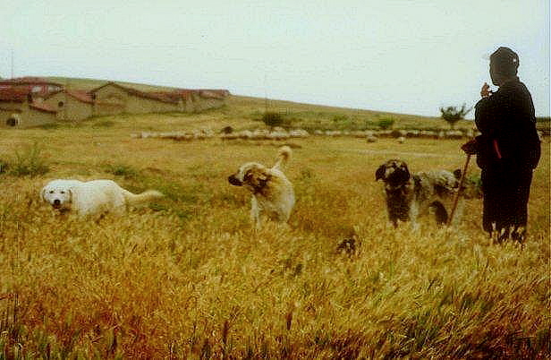 Natalka Czartoryska Collection picture of Turkish livestock guardians in the '60's or 70's
