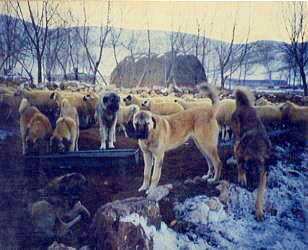 Six Anatolians with their sheep in Turkey