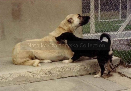 Natalka Czartoryska Collection: picture of Turkish livestock 
guardian in quarantine. A female import to Britain gave birth during the lengthy quarantine to 
tanpoint puppy. Both parents were Turkish livestock working stock