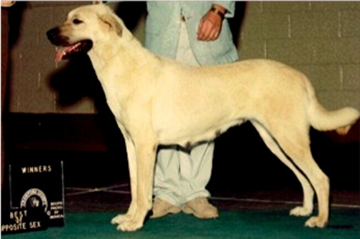 Champion Night Watch's Venus (Venus) - Producer of both show and working pups!