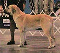 2004 NATIONAL SPECIALTY CRITIQUE