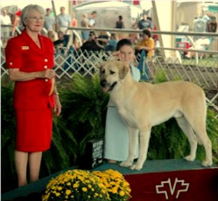 CHAMPION Birinci's Yahsi (Handsome) winning his first BEST OF BREED and obtaining two breed points