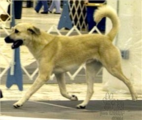 CHAMPION Birinci's Yahsi (Handsome) - October 22, 2002 Male head shot