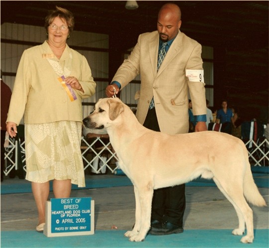 Champion Birinci's Yahsi (Handsome) winning BEST OF BREED, April, 2005 at Heartland Dog Club Show in Florida