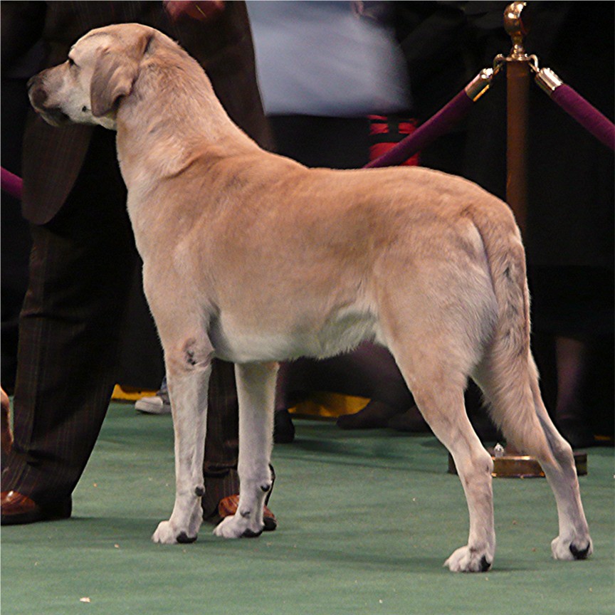 Birinci's YAHSI of LUCKY HIT taking BEST OF BREED at WESTMINISTER