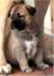 Handsome x Grace Nov 4, 2004, pups