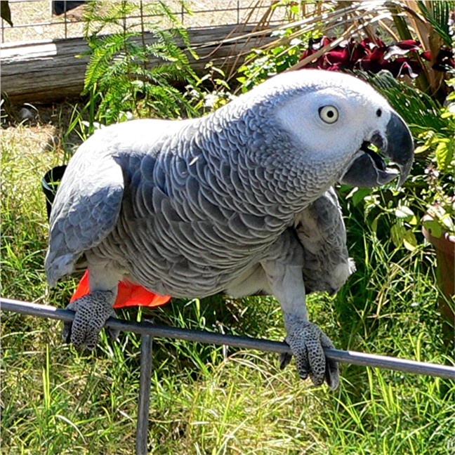 Image with a JavaScript tooltip ( Booba the Parrot at Lucky Hit Ranch!!!  )