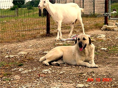 Lucky Hit Tawny Autumn guarding goats