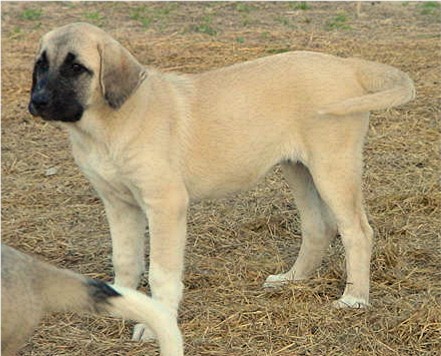 Lucky Hit Ranch's Anatolian Page - SAKARYA'S Sanli