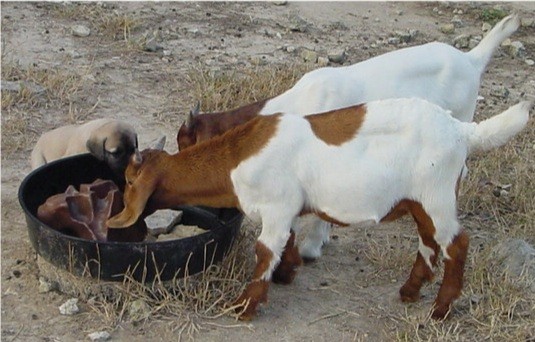 Seven  is curious  about what the goats are doing