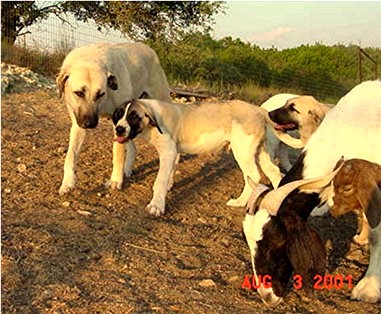 Shadow, Beau, and Seven hanging with their goats