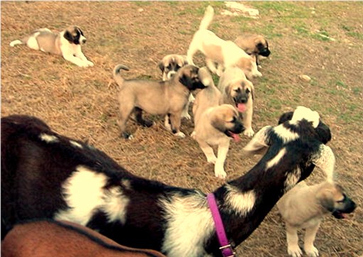 Litter enjoying their goats