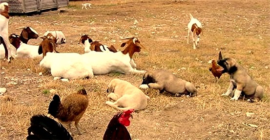 Lucky Hit pups being raised with livestock