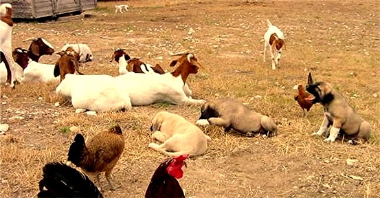 Anatolian Pups with Goats and Chickens