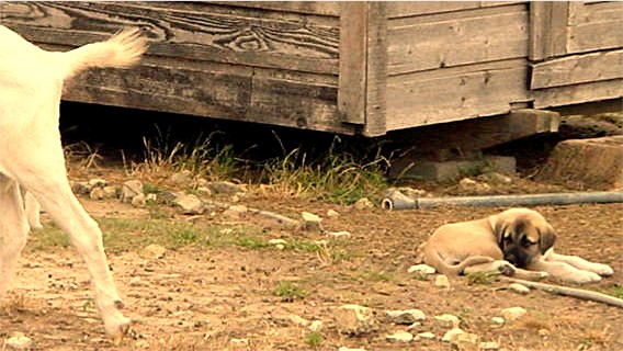 Tlhe pup, responding to goat's head posture, lies guietly for the goat to pass