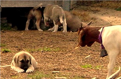 A Lucky Hit puppy with a training goat